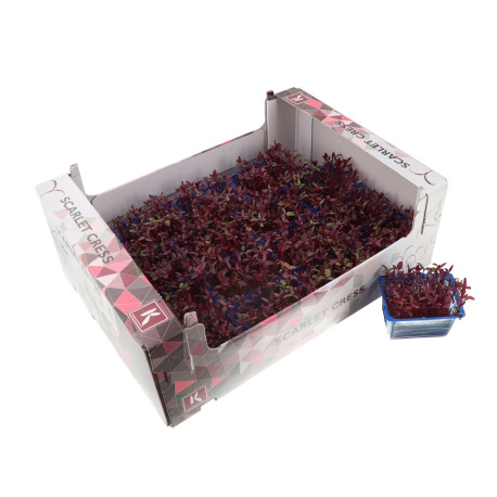 SCARLET CRESS (GOUT BETTERAVE ROUGE) 50G